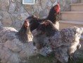 /album/os-nossos-reprodutores/dscf4524-jpg/